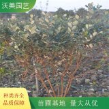 沃美园艺出售菲油果棒棒糖型 庭院园林造型观赏绿化苗木