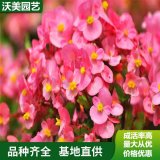 花卉基地 四季海棠 道路景观小区园林 花海路旁绿化工程