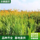 桔梗花苗洋重瓣花种植物盆栽花卉户外庭院室内四季易活