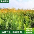 桔?；缪笾匕昊ǚN植物盆栽花卉戶(hù)外庭院室內(nèi)四季易活