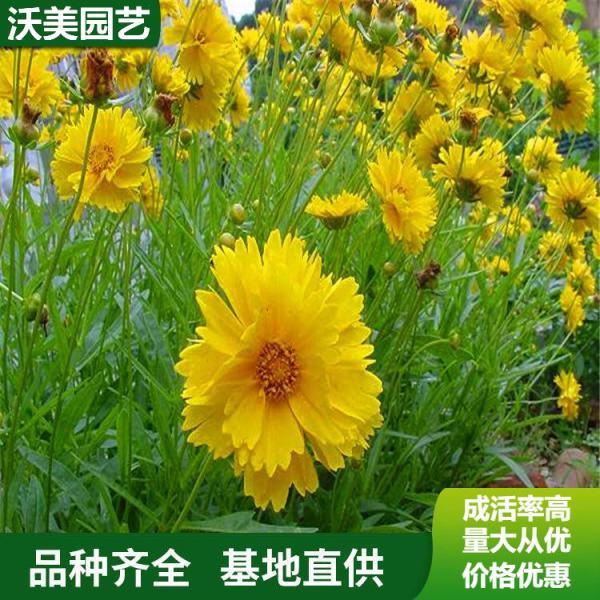 金鸡菊