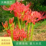 彼岸花 石蒜紅花 黃花室內(nèi)花卉盆景忽地笑 觀花觀葉盆栽綠植