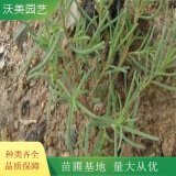 基地碱蓬草 网红花海花镜花坛打造 园林绿化工程苗