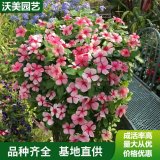 苗圃供應(yīng) 長春花 花海工程打造苗木 園林綠化造景綠植