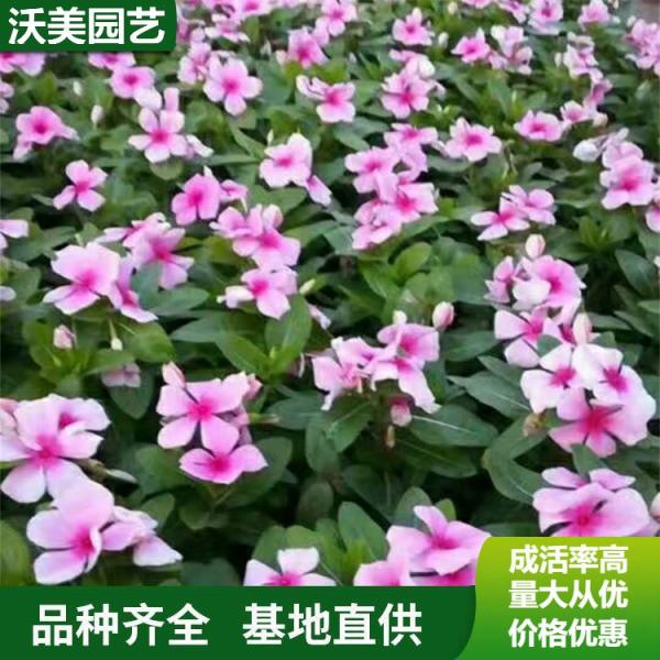 长春花