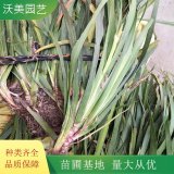 沃美园艺出售 银叶石菖蒲小苗 根系好 园林绿化栽植苗