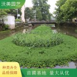 苗圃出售 高分子复合纤维浮动湿地 池塘河道造景植物