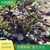 基地供应 紫叶毛地黄吊钟柳 园林地被植物 庭院观赏花卉观花观叶