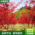 苗圃出售 紅楓 園林庭院造景植物 道路綠化色塊苗木