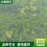 基地水生植物苦草 公園濕地沉水植物 庭院水池水草