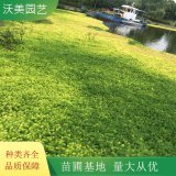 沃美园艺出售 狐尾藻小苗 湖面水体湿地绿化栽植苗