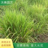 基地供应矢羽芒 庭院小区绿化苗木 园林工程苗木 阳台植物