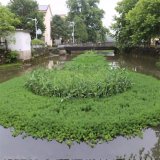 承接各種 水生植物浮床 河道綠化沉水植物 池塘河道造景用