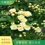 基地出售 黃木香花 重瓣帶花 四季爬藤 室內(nèi)庭院濃香花卉盆栽