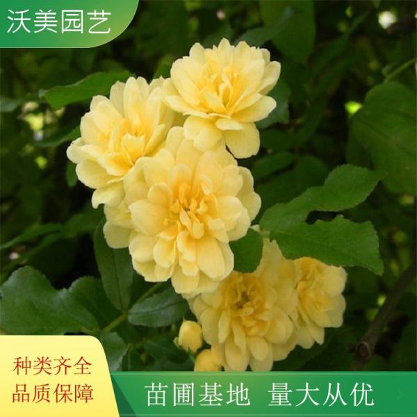 黄木香花