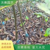 沃美园艺出售 核桃树 园林景区绿化栽植树 规格齐全生长旺盛