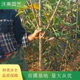 沃美园艺出售 车厘子小苗 果园种植苗 庭院 别墅区绿化栽植苗