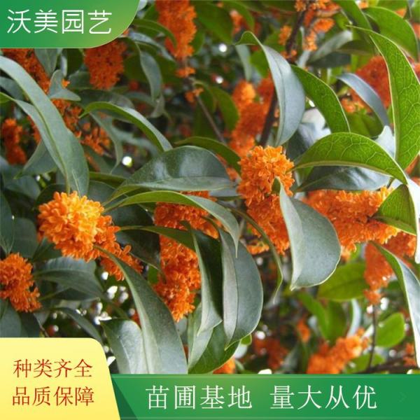 獨桿桂花