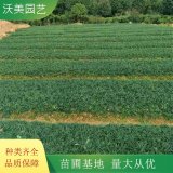 基地供应 日本矮麦冬 园林绿化彩色绿篱 庭院观赏植物苗