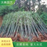 苗圃出售 刚竹 园林庭院造景植物 道路绿化色块苗