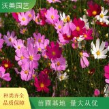 長期供應 波斯菊 花海工程打造苗木 別墅小區(qū)庭院綠化苗木