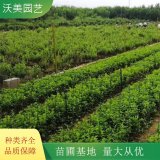 基地出售 金银花苗忍冬 四季花卉庭院阳台种植爬藤攀援植物树苗