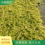 沃美园艺出售 金叶过路黄小苗 地被色块造景栽植苗 花镜工程苗