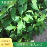 沃美园艺出售 马兰头小苗 绿化造景配植苗 花镜花坛栽植苗