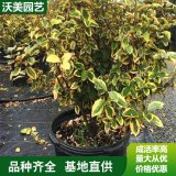 苗圃出售 金邊胡頹子球 園林綠化地被彩色綠籬 庭院觀賞植物苗