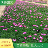 沃美园艺出售常夏 ** 五彩石竹 花色丰富 道路园林花坛时令花卉