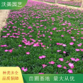 沃美園藝出售常夏 ** 五彩石竹 花色豐富 道路園林花壇時令花卉