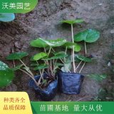 基地供應(yīng) 吳風(fēng)草 花壇凈水水生綠植 庭院道路綠化色塊苗