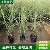 基地供应 花叶芒 生植物 湿地工程公园 绿化观赏草盆栽植物