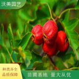 苗圃出售 山楂 园林绿化彩色绿篱 庭院观赏植物苗