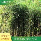 苗圃出售 早园竹 园林庭院造景植物 道路绿化色块苗木