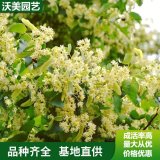 出售 歐 洲小葉椴綠塔小苗 園林綠化樹苗 道路綠化色塊綠植