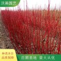 常年供應(yīng) 紅瑞木 庭院綠化工程苗 道路綠化色塊苗木 園林造景