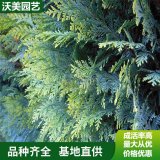 街道工程绿化侧柏树苗 荒山绿化植物侧柏树 各规格植株健壮树苗