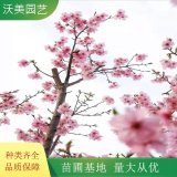 基地供應(yīng)陽光櫻 園林護(hù)坡綠化地被彩色綠籬 花鏡打造苗