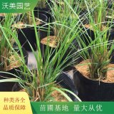 沃美園藝出售 卡爾拂子茅小苗 花鏡花壇切花材料 綠化工程苗