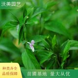 大量出售 草本植物 九頭獅子草 園林庭院造景綠化植物