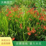 基地供應(yīng)火星花 耐寒夏季觀花 基地 多種規(guī)格 宿根花卉 品種