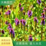 苗圃出售 麦穗夏枯草 多年生草本植物 适用于绿化 公园