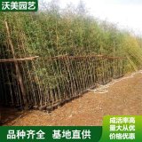 大量供应早园竹苗 园林庭院造景植物 道路绿化色块苗