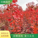 沃美園藝出售 三季紅紅楓 冠幅好 景區(qū)道路造景栽植樹