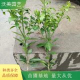 沃美园艺出售 橙子树苗 果园栽植 庭院种植苗木 规格齐全