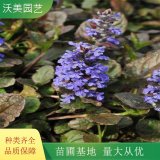 苗圃出售 多花筋骨草 草花地被植物 園林綠化小區(qū)公園景觀苗木