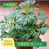 沃美園藝 出售 益母草 小苗 花鏡花壇造景栽植苗 工程苗