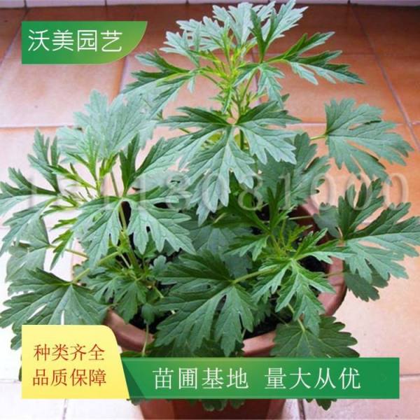 益母草价格