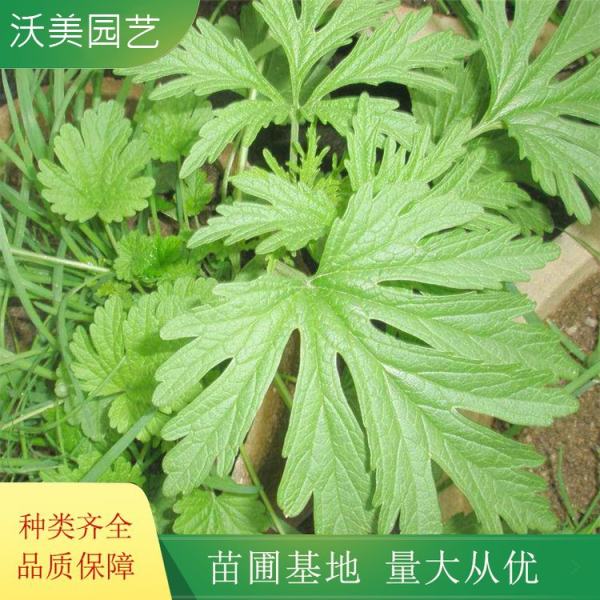 益母草价格